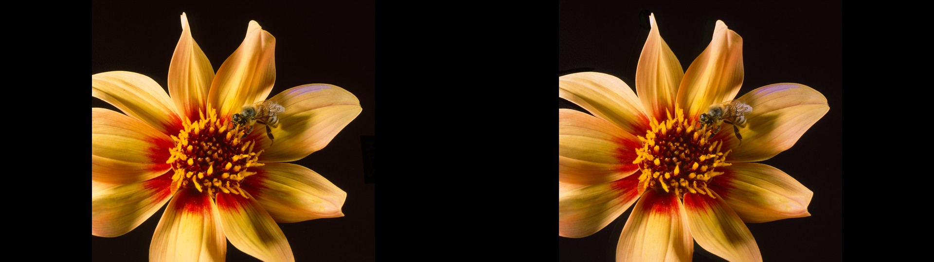 Wild Dahlia and Friend